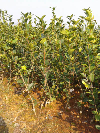 �߲��Ͳ����2