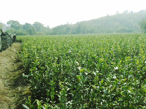 �߲��Ͳ����5