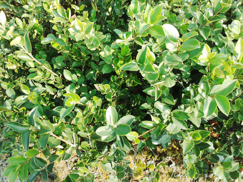 �߲��Ͳ����6